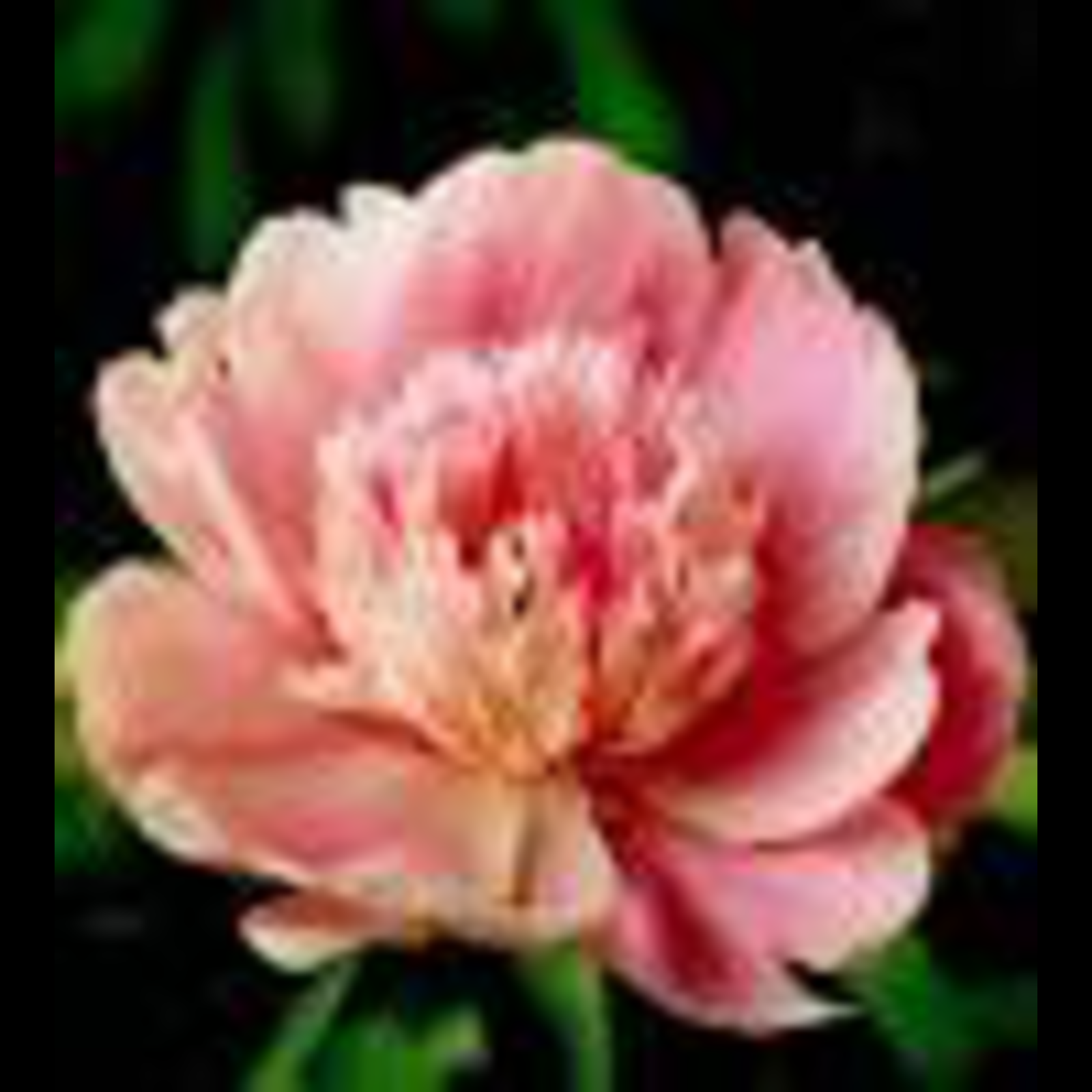 Prarie Afire Peony - Click Image to Close